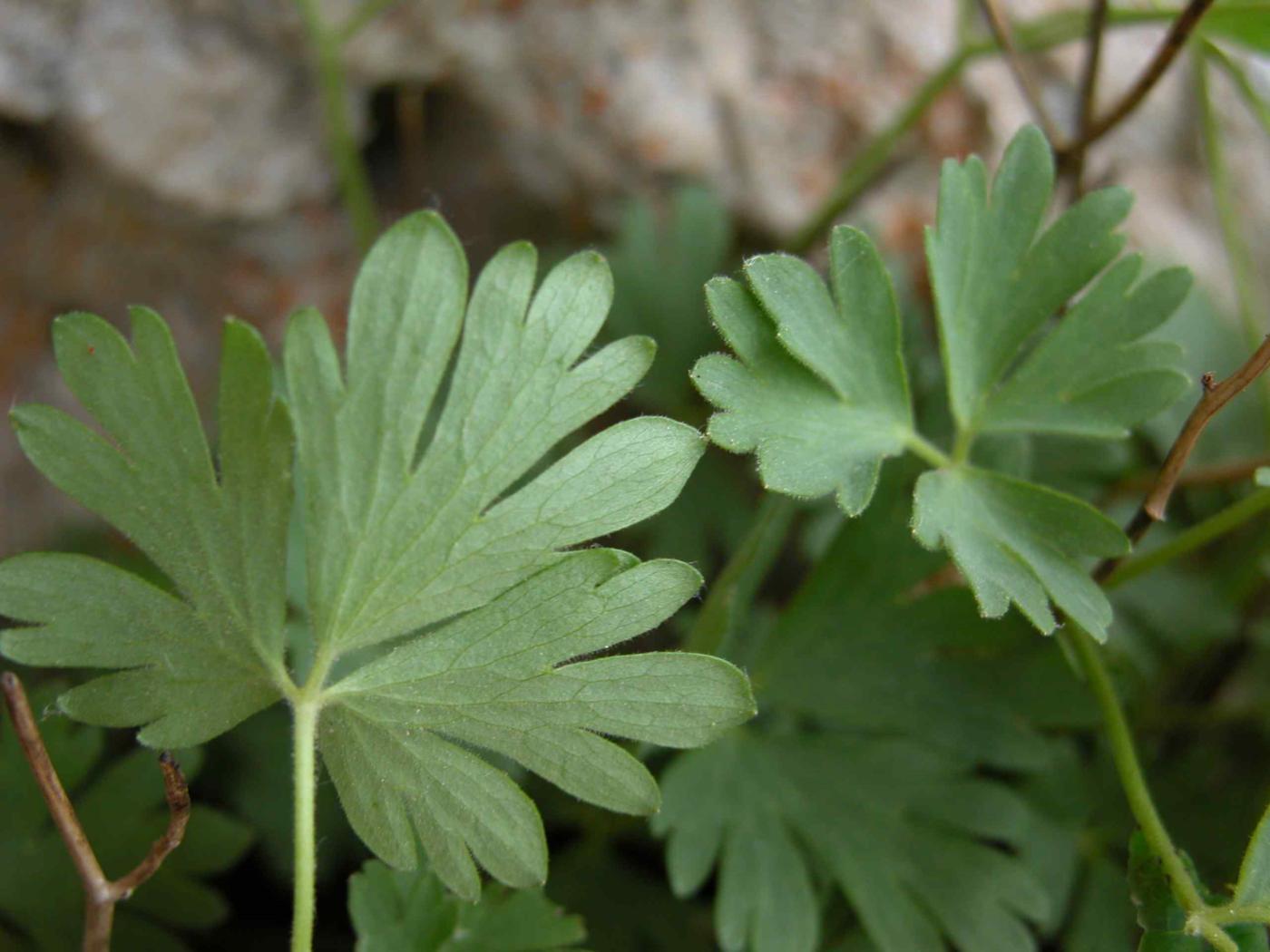 Columbine of the Causse leaf